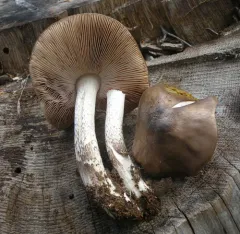 Pluteus orestes thumbnail 2