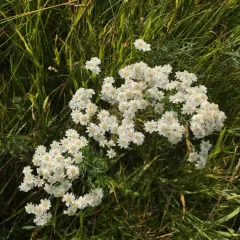 Sneezewort thumbnail 2