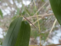 Yellow groove bamboo thumbnail 4