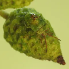 Red-cross Shield Bug thumbnail 3