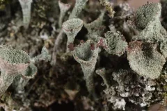 Gray's Cup Lichen thumbnail 3