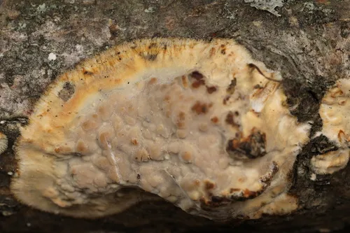 Crustoderma corneum