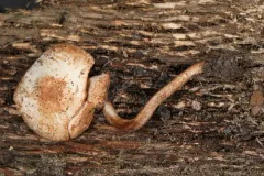 Cystolepiota hetieri thumbnail 1