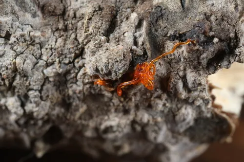 Quaternaria quaternata