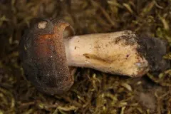 Russula brunneoviolacea thumbnail 4