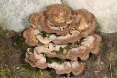 Thelephora americana thumbnail 1