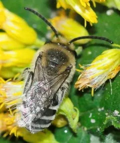 Kincaid's Cellophane Bee thumbnail 1