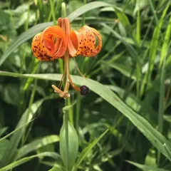 Michigan lily thumbnail 5