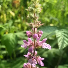 Marsh Woundwort thumbnail 3
