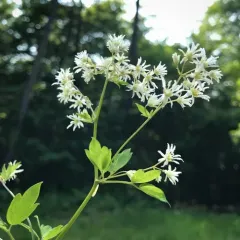 purple meadow-rue thumbnail 2