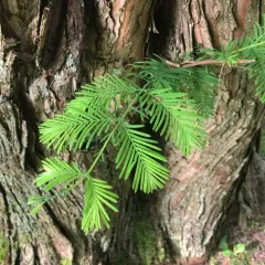 baldcypress thumbnail 4
