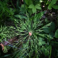 wood horsetail thumbnail 4