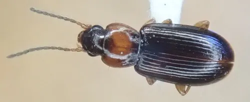Mackinac Island Harp Ground Beetle