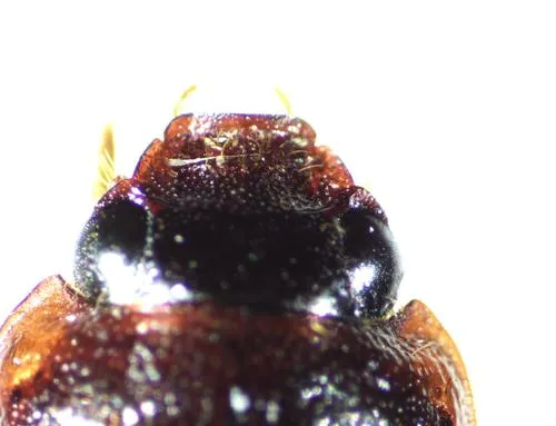 Serica sponsa