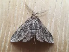 Mycterophora longipalpata thumbnail 4