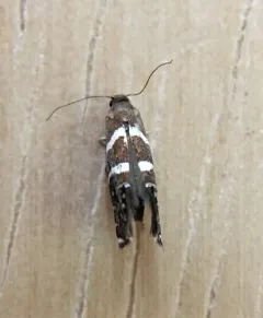 Glyphipterix bifasciata thumbnail 1