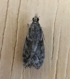 Eudonia spenceri thumbnail 2