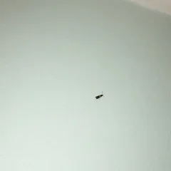 Indian-Meal Moth thumbnail 4