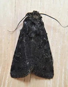 Euxoa punctigera thumbnail 2