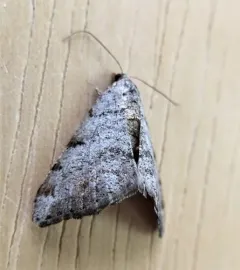 Macaria quadrilinearia thumbnail 1