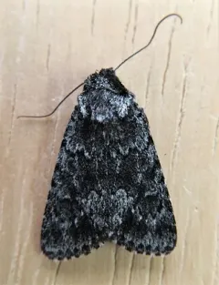 Sympistis anweileri thumbnail 3