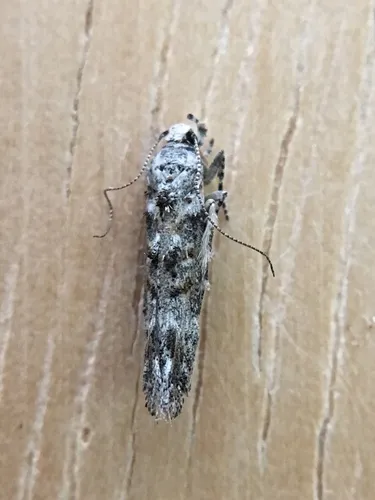 Gnorimoschema dudiella