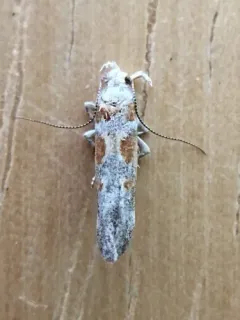 Gnorimoschema bacchariselloides thumbnail 2