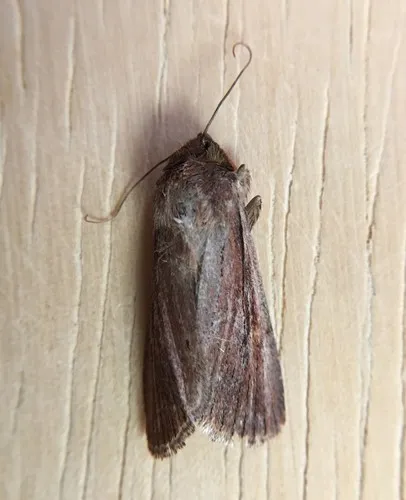 Tesagrotis corrodera