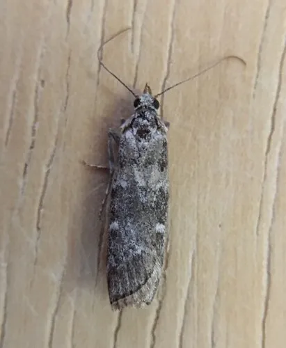 Dioryctria pseudotsugella