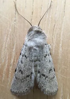 Euxoa catenula thumbnail 3