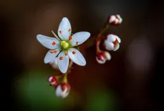 California Saxifrage thumbnail 2