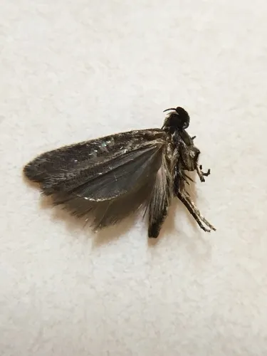 Filatima xanthuris