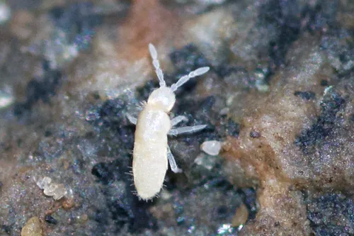 Cyphoderus similis