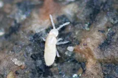 Cyphoderus similis thumbnail 1