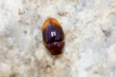 Apical Shining Flower Beetle thumbnail 1
