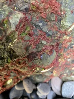Rhodochorton purpureum thumbnail 2