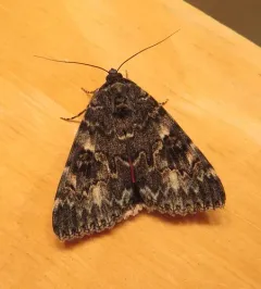 Western Underwing Moth thumbnail 1
