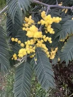 Silver wattle thumbnail 3