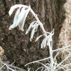 Russian olive thumbnail 2