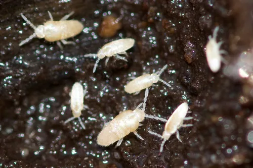 Pseudosinella rolfsi