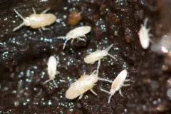 Pseudosinella rolfsi thumbnail 1