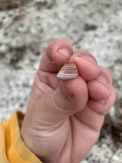 Jeweled Top Snail thumbnail 2