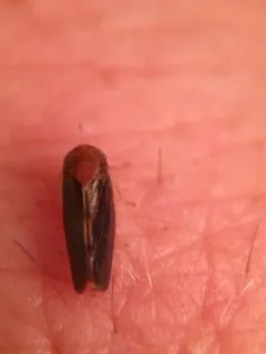 Oncopsis sobria thumbnail 2