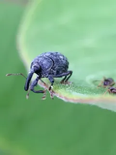 Rhyssomatus aequalis thumbnail 3