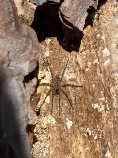 White-banded Fishing Spider thumbnail 1