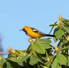 Hooded Oriole thumbnail 3