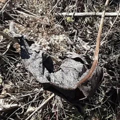 prairie dock thumbnail 3