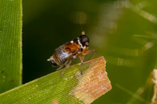 Flavoclypeus andromedus