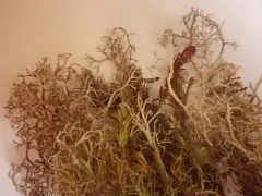 False Reindeer Lichen thumbnail 4