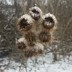 greater burdock thumbnail 3